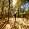 Autumn Leaves, Wakefield, Quebec