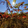 Sumac, Wakefield, Quebec