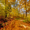 Autumn Trees, Quebec