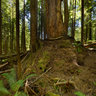 Avatar Grove, Port Renfrew, Vancouver Island