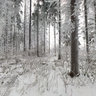Rime in the forest near Ottenstein