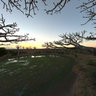 Sitting on top of a baobab tree