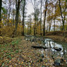 Schwalm in den Erlen