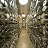Ice in long-term cold storage at NICL