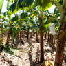 Organic Banana Plantation in Mao, Dominican Republic
