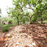 Cacao forest in Dominican Republic
