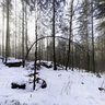 forest at kings lake