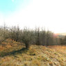 Vinaricka Horka