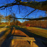 Under  old tree