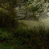 In the mysterious forest