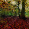 Autumnal forest, Gjorselv Bogeskov