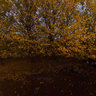 Autumn In Iran