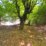 Iranian Forest 