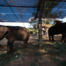 Elephant farm near Karon viepoint