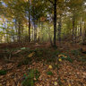Laurentian forest at fall in Quebec