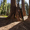 Muir Grove, Sequoia National Park, California USA