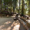 Ancient Giants, Sequoia National Park, California
