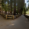 The General Sherman Tree, Sequoia National Park, California USA