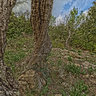 Olivenbaum2 bei George Sand