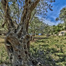 Cala Tuent Baum1
