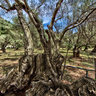 Cala Tuent Baum2