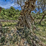 Cala Tuent4