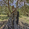 cala tuent olive tree