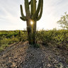 Sunset, Saguaro National Park (East), Tucson