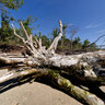 Fallen Tree, Plum Island, Sandy Hook, NJ