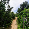 Old Dunes Trail, Sandy Hook, New Jersey