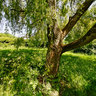 Under the Willow Tree, Totteridge Green