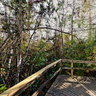 Big Cypress Bend, Fakahatchee Boardwalk, Florida
