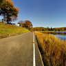Swans on the Navesink River, Hartshorne Woods, NJ