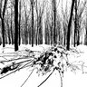 Po Valley: Poplars forest under the snow
