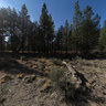 Oregon's largest juniper tree