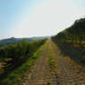 borgata-cerequio-la-morra-langhe-roero