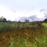 Kozenka river near Cherepanovo farm