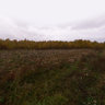 Coast of Ivankovskoe storage pond