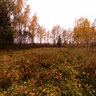 Autumn in the forest near Ivan'kovskoe storage pond
