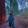 Bear in the Woods