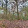 Dormouse in the Woods