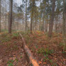 Eagle Owl in the Woods