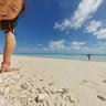 Ouvea Paradis Beach Sea Shells