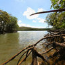 Mangrove Crabs New Caledonia Baie du Prony