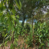 Lifou tour New Caledonia Vanilla Plantation Mou