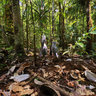 Cagou New Caledonia