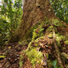 Giant Kaori New Caledonia