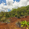 Ruins Prony New Caledonia