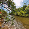 Mangroves New Caledonia