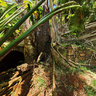 New Caledonia Flowers Heliconia Prony Village Ruins
